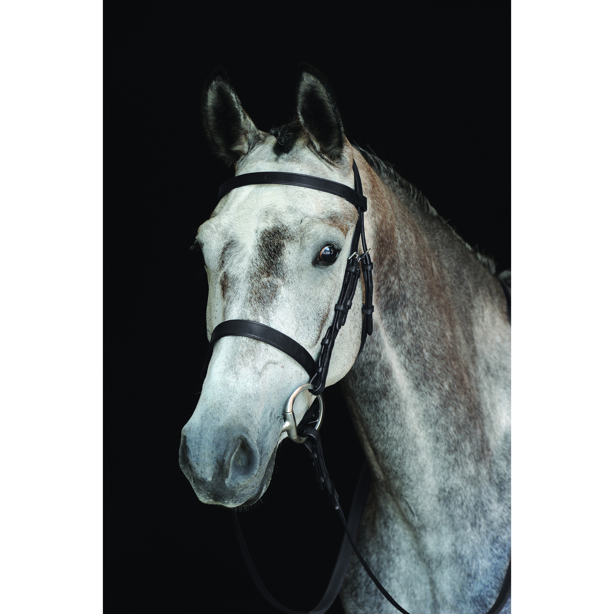 Collegiate Jagd Cavesson Zaumzeug 8008 - Black